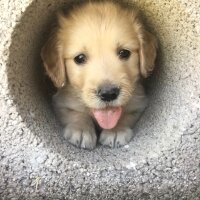 Golden Retriever, Köpek  Balım fotoğrafı