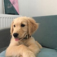 Golden Retriever, Köpek  Balım fotoğrafı