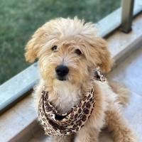 Maltese, Köpek  Papi fotoğrafı