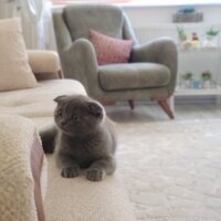 Scottish Fold, Kedi  yoda fotoğrafı