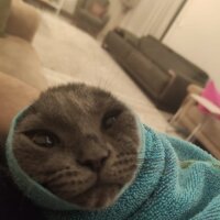 Scottish Fold, Kedi  yoda fotoğrafı