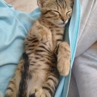 Tekir Kedi, Kedi  Prenses fotoğrafı