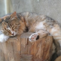 Tekir Kedi, Kedi  Prenses fotoğrafı