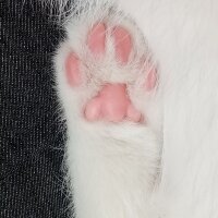 Scottish Fold, Kedi  Sütlaç fotoğrafı