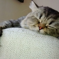 İran Kedisi (Persian), Kedi  Köfte fotoğrafı