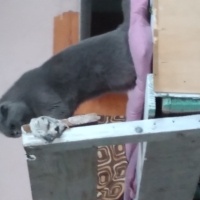 Scottish Fold, Kedi  Pati fotoğrafı