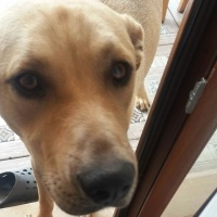 Golden Retriever, Köpek  Bony fotoğrafı