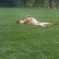 Golden Retriever, Köpek  Bony fotoğrafı