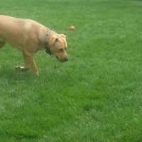 Golden Retriever, Köpek  Bony fotoğrafı