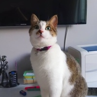 Tekir Kedi, Kedi  Şeker fotoğrafı