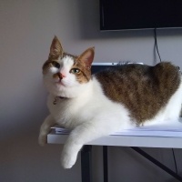 Tekir Kedi, Kedi  Şeker fotoğrafı