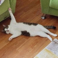 Tekir Kedi, Kedi  Şeker fotoğrafı