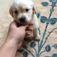 Golden Retriever, Köpek  Rüzgar fotoğrafı