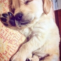 Golden Retriever, Köpek  Rüzgar fotoğrafı