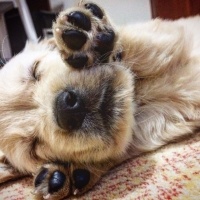 Golden Retriever, Köpek  Rüzgar fotoğrafı