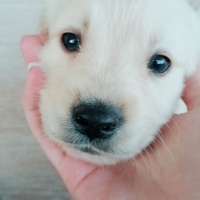 Golden Retriever, Köpek  Rüzgar fotoğrafı
