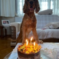 Amerikan Cocker Spaniel, Köpek  Çavuş fotoğrafı