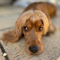 Amerikan Cocker Spaniel, Köpek  Çavuş fotoğrafı