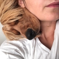 Amerikan Cocker Spaniel, Köpek  Çavuş fotoğrafı