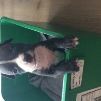 Amerikan Pitbull Terrier, Köpek  Paşa  fotoğrafı