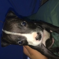 Amerikan Pitbull Terrier, Köpek  Paşa  fotoğrafı