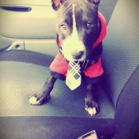 Amerikan Pitbull Terrier, Köpek  Paşa  fotoğrafı
