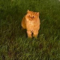 Chinchilla, Kedi  Tarçın fotoğrafı