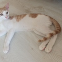 Tekir Kedi, Kedi  Tarçın ve gece fotoğrafı