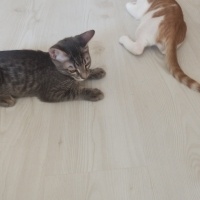 Tekir Kedi, Kedi  Tarçın ve gece fotoğrafı
