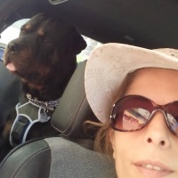 Rottweiler, Köpek  ÇERİ fotoğrafı