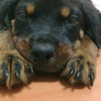 Rottweiler, Köpek  ÇERİ fotoğrafı