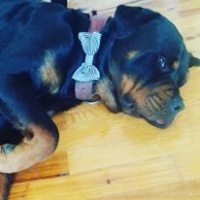 Rottweiler, Köpek  ÇERİ fotoğrafı