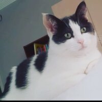 Tekir Kedi, Kedi  Mia fotoğrafı