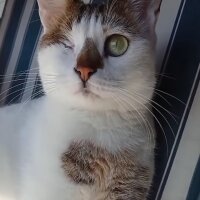 Tekir Kedi, Kedi  Muddy fotoğrafı