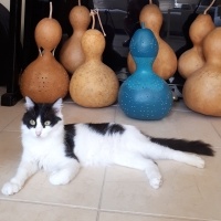 Tuxedo (Smokin) Kedi, Kedi  Fırfır fotoğrafı