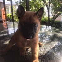 Belçika Malinois, Köpek  sahiplenen koyucak fotoğrafı