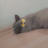 British Shorthair, Kedi  Mia fotoğrafı