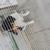 Border Terrier, Köpek  Issimsiz fotoğrafı