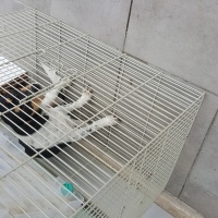 Border Terrier, Köpek  Issimsiz fotoğrafı