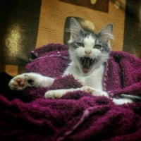 İran Kedisi (Persian), Kedi  Pixel fotoğrafı