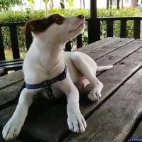 Jack Russell Terrier, Köpek  PRENSES fotoğrafı