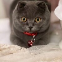 Scottish Fold, Kedi  Mişa fotoğrafı