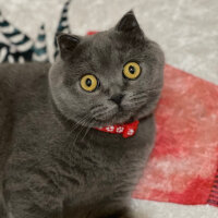 Scottish Fold, Kedi  Mişa fotoğrafı