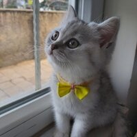 British Shorthair, Kedi  Mia fotoğrafı