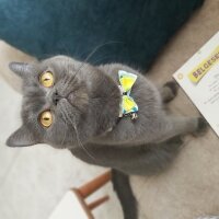 British Shorthair, Kedi  Mia fotoğrafı