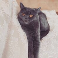 British Shorthair, Kedi  Mia fotoğrafı