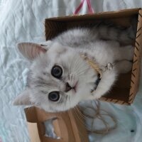 British Shorthair, Kedi  Mia fotoğrafı