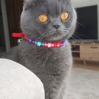 British Shorthair, Kedi  Mia fotoğrafı