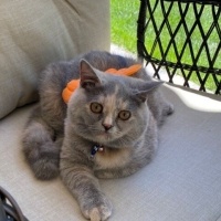 British Shorthair, Kedi  Mırmır fotoğrafı