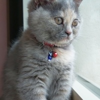 British Shorthair, Kedi  Mırmır fotoğrafı